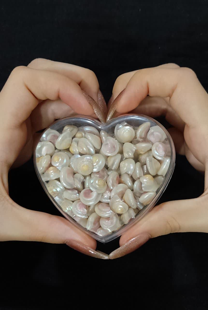 بسته صدف قلب🐚